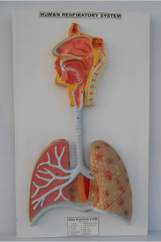 Model of Respiratory system Model of Respiratory system
